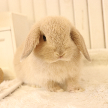 animal_image