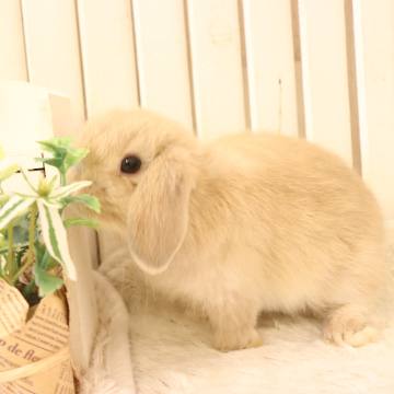 animal_image