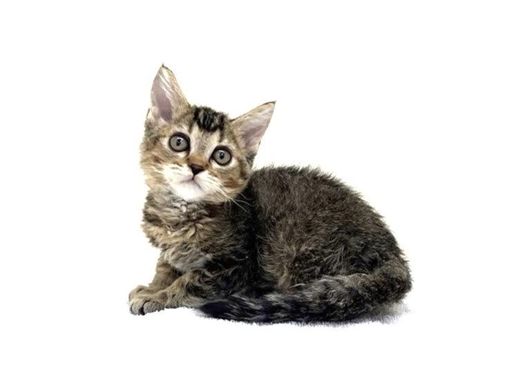animal_image