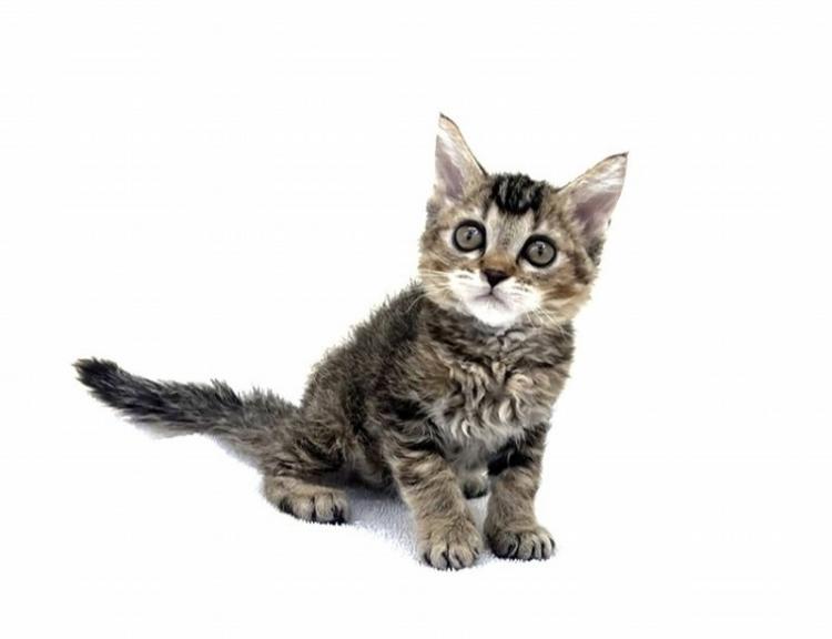 animal_image