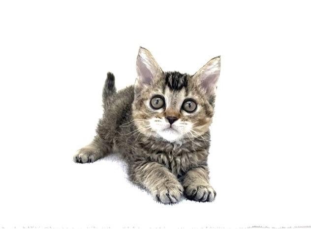 animal_image