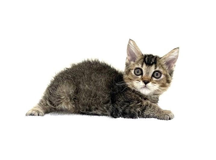 animal_image