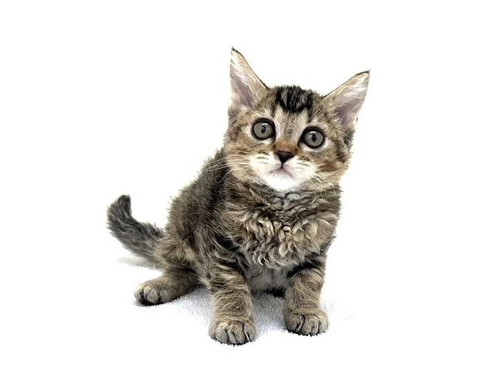 animal_image