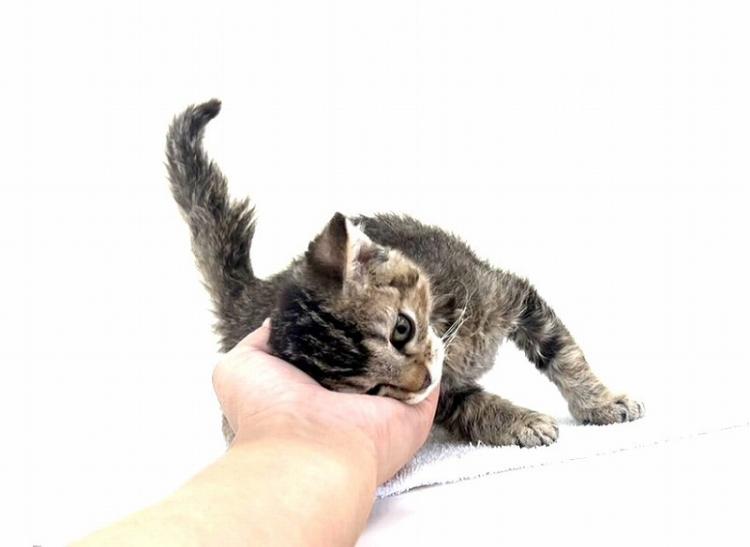 animal_image