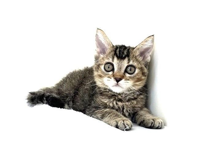 animal_image