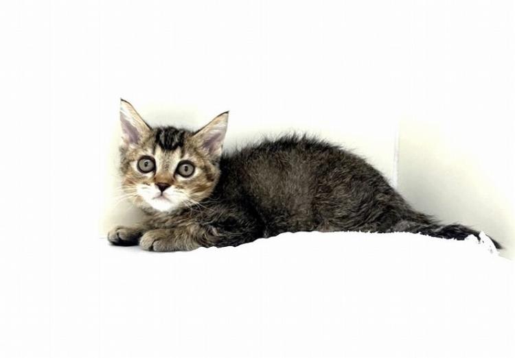 animal_image