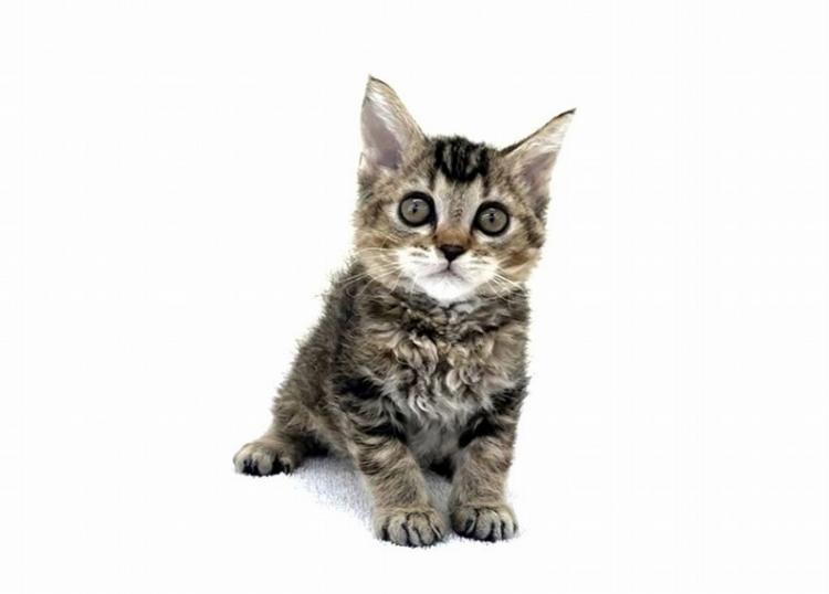 animal_image