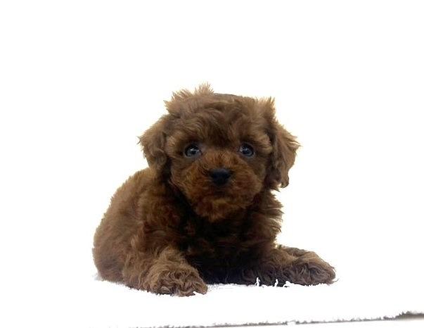 animal_image