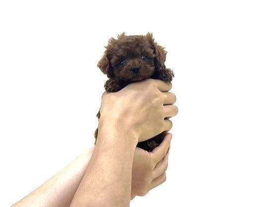 animal_image
