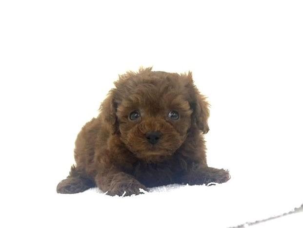 animal_image