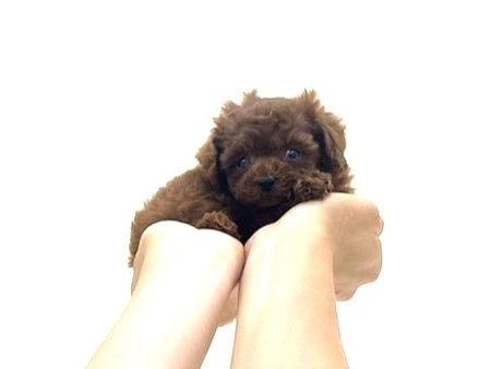 animal_image