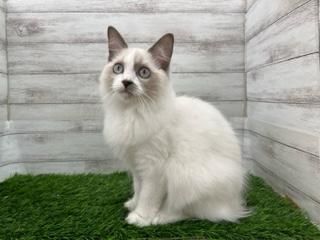 animal_image