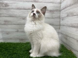 animal_image