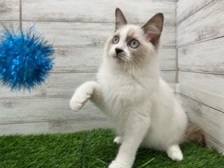 animal_image