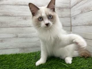 animal_image