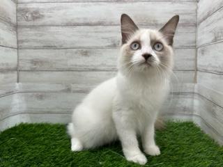 animal_image