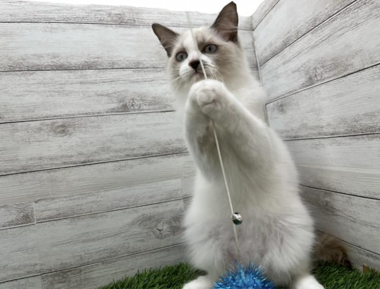 animal_image