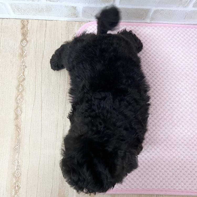 animal_image
