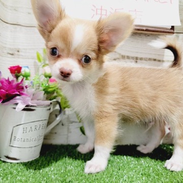 animal_image