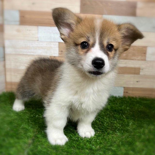 ワンニャンハウス ディオワールド 四日市店のウェルシュ・コーギー