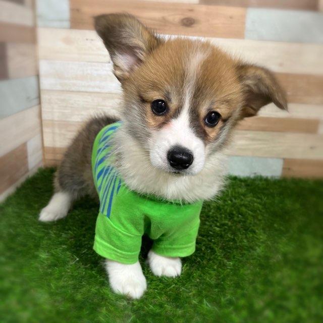 ワンニャンハウス ディオワールド 四日市店のウェルシュ・コーギー