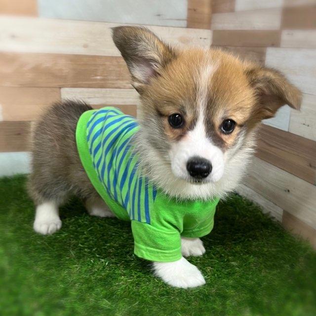 ワンニャンハウス ディオワールド 四日市店のウェルシュ・コーギー