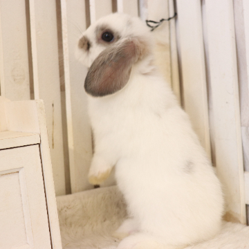 animal_image