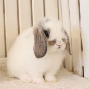 animal_image