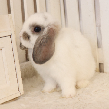 animal_image