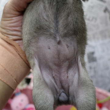 animal_image