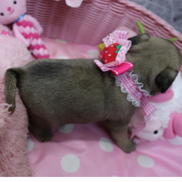 animal_image