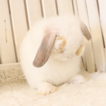 animal_image
