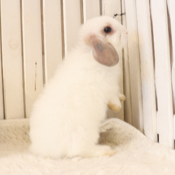 animal_image
