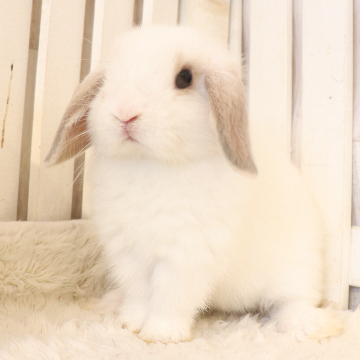 animal_image