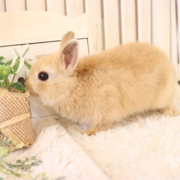 animal_image