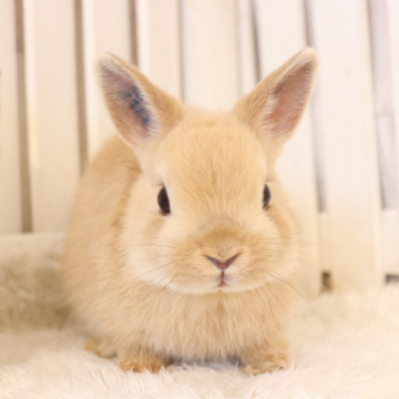 animal_image