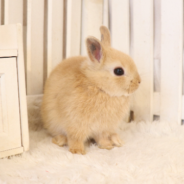 animal_image