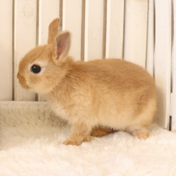 animal_image