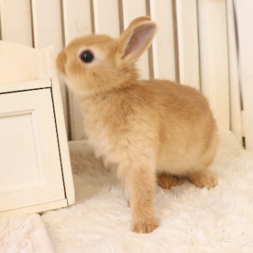 animal_image