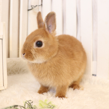 animal_image
