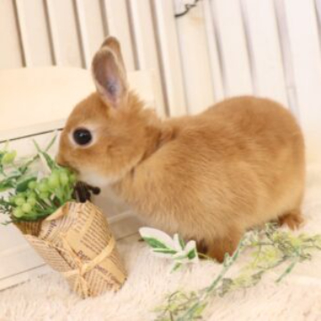 animal_image