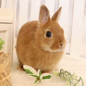 animal_image