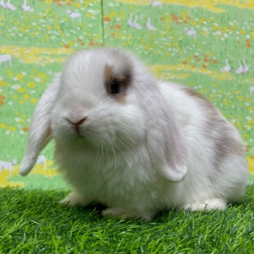 animal_image