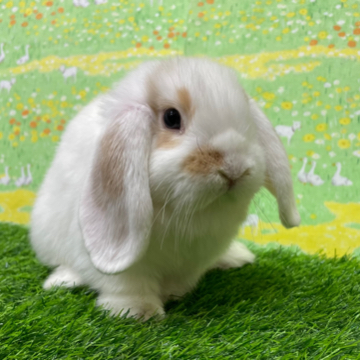 animal_image