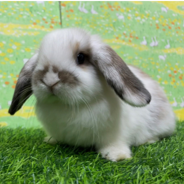 animal_image
