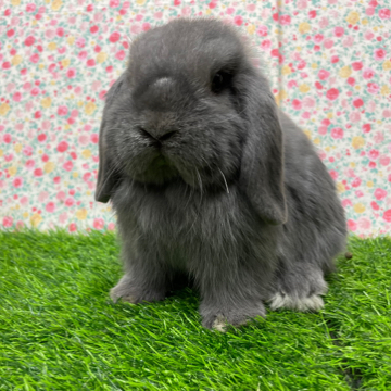 animal_image