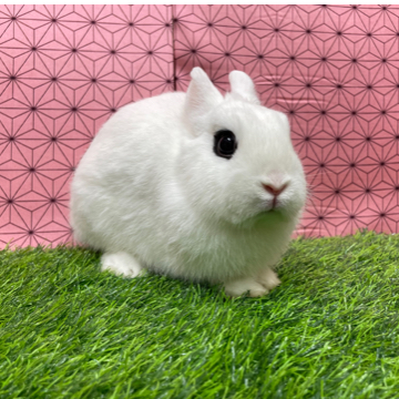 animal_image