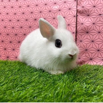 animal_image