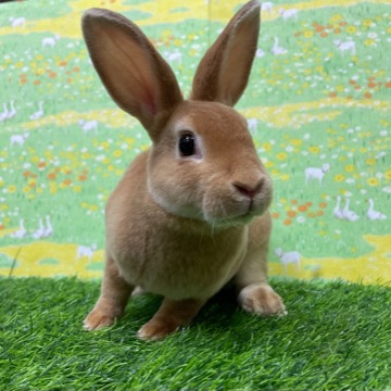 animal_image