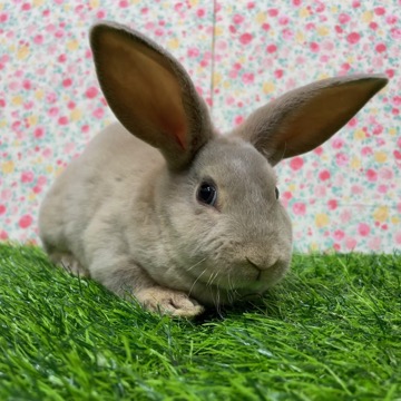 animal_image
